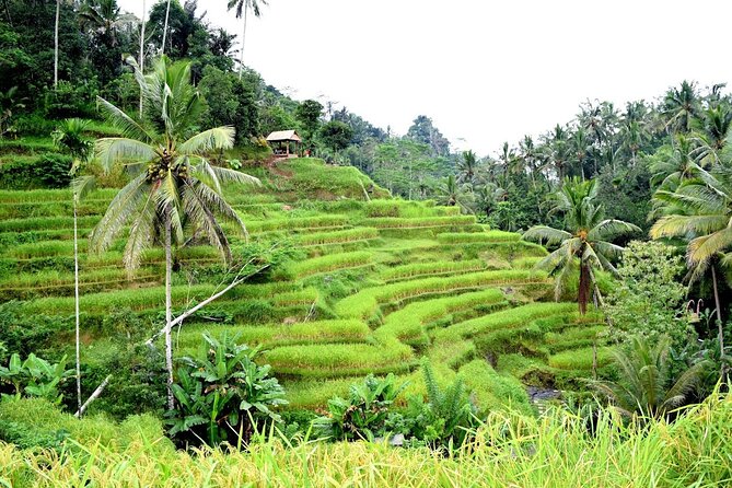 Bali Ayung River Rafting and Kintamani Mt. Batur Volcano View - Why this Bali day tour works