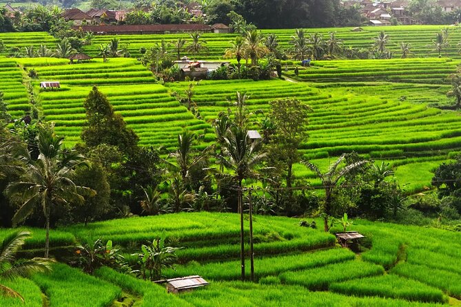 Bali: Bedugul Lake Temple, Banyumala Waterfall, UNESCO Rice Field - The long ride from Seminyak and southern Bali