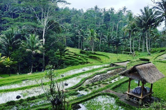 Bali: Best Eastern Waterfalls with Private Bali Tours - The coffee plantation adds local flavor