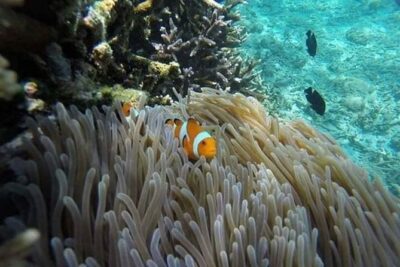 Bali Best Snorkeling at Blue Lagoon