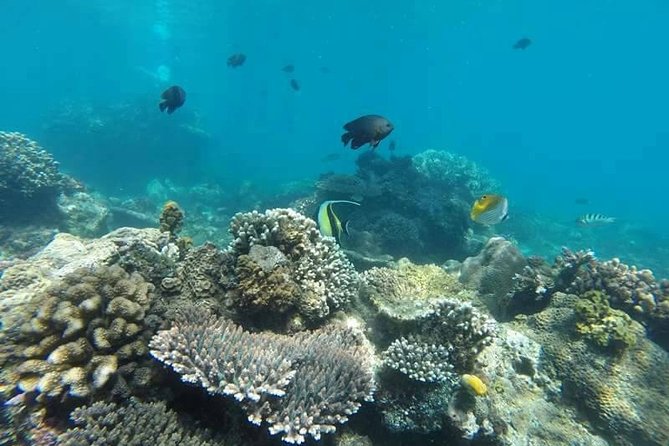 Bali Best Snorkeling at Blue Lagoon - Tanjung Jepun adds a second chance to see reef life