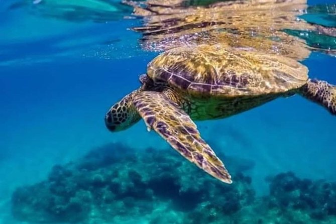 Bali Best Snorkeling at Blue Lagoon - Lunch and transport make the $29.99 price attractive