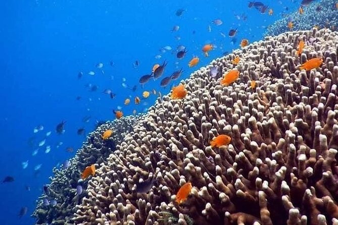 Bali Best Snorkeling at Blue Lagoon - What the outing feels like for beginners