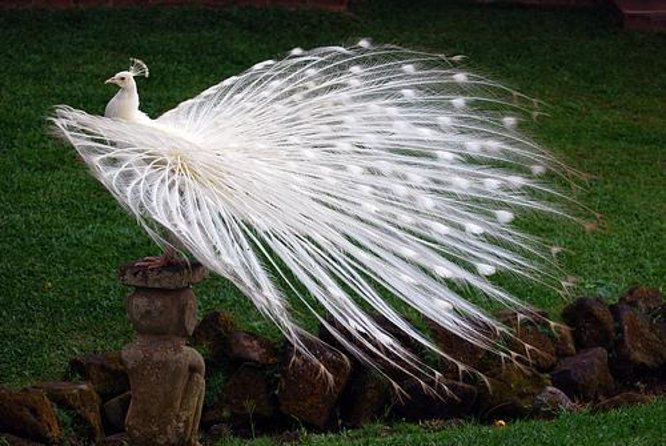 Bali Bird Park Admission Ticket with Hotel Transfer - Key points at a glance