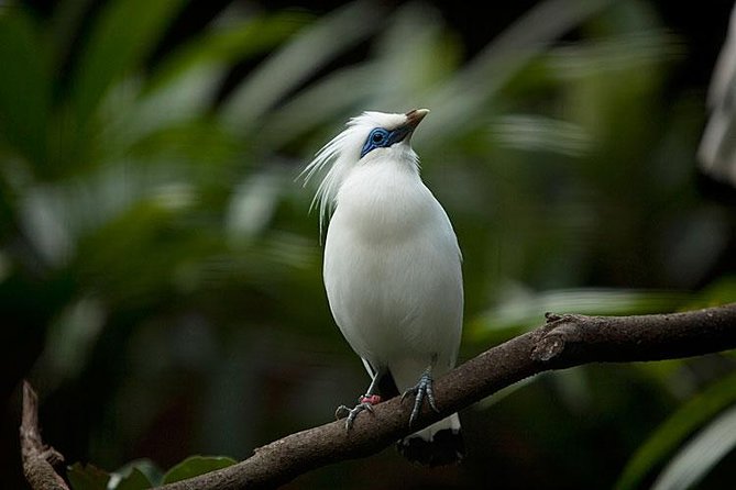 Bali Bird Park Admission Ticket with Hotel Transfer - Who will enjoy this most?