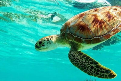 Blue Lagoon Snorkeling combine with Bali Swing in Ubud