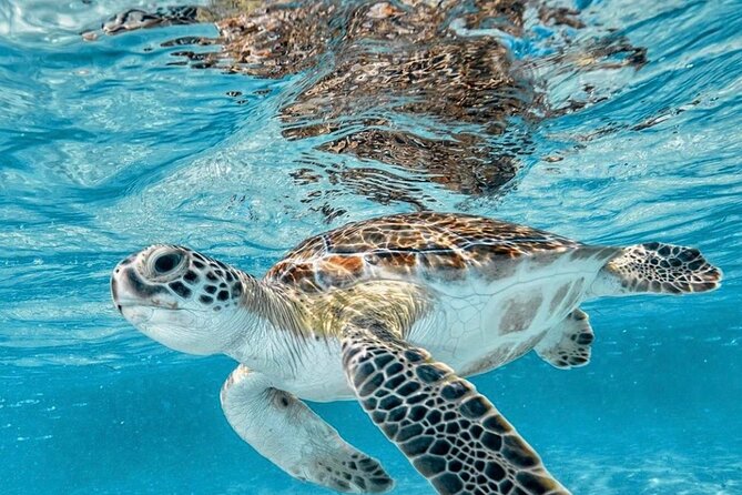 Bali Blue Lagoon Snorkeling with Optional Tour & Activities - Two short boat rides, two chances to see reef life