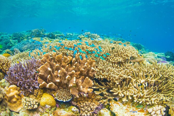 Bali Blue Lagoon Snorkeling with Private Transfer and Lunch - What is included, and what still costs extra