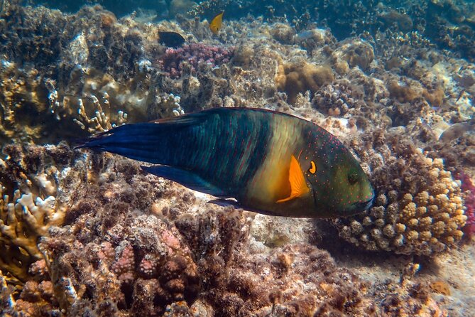 Bali Blue Lagoon Snorkeling with Private Transfer and Lunch - Timing, comfort, and the three-hour limit