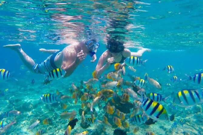 Bali Blue Lagoon Snorkeling with Private Transfer & Lunch - Two reef stops and what you might see