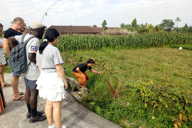 Bali Cooking Class and Ubud Sightseeing Tour - What the strong praise tells you