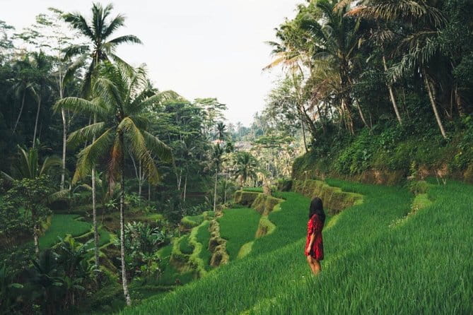 Bali day trip : Batur Sunrise Hike and Hot Spring All inclusive - Ubud market and rice terraces from the vehicle