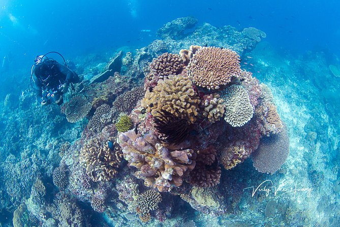 Bali Diving Day Trip-Manta Point/Tulamben Shipwreck-Fun Dive - A 7 a.m. start from Sanur, Kuta, or Seminyak