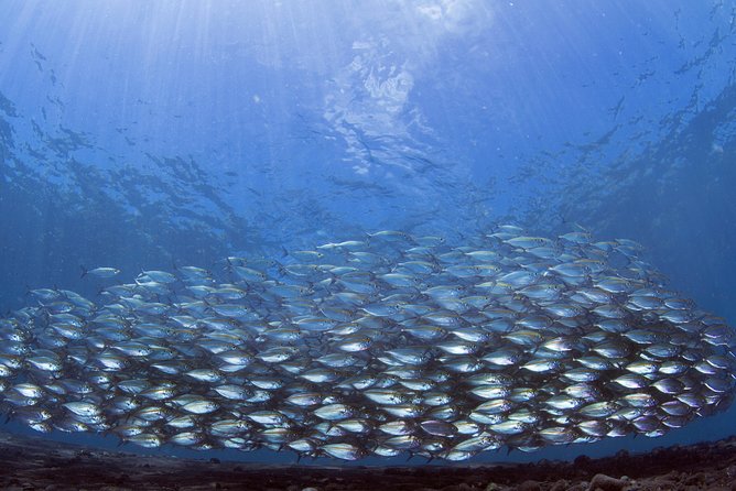 Bali Diving Day Trip-Manta Point/Tulamben Shipwreck-Fun Dive - Timing matters after your underwater sessions