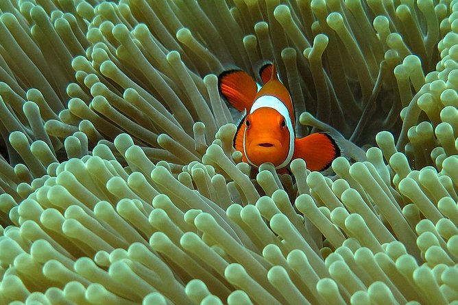 Bali Diving for Beginners: Tulamben Liberty Wreck - Key points at a glance