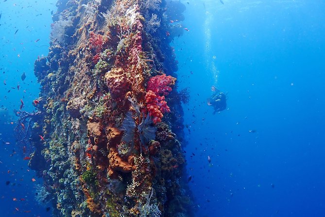 Bali Diving for Beginners: Tulamben Liberty Wreck - Who Should Book This Experience?