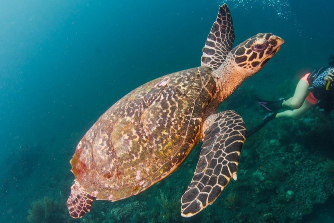 Bali Diving for Beginners: Tulamben Liberty Wreck - Learning the Basics Before You Visit the Wreck