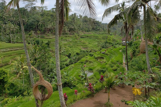 Bali Full Day Holy Water Tour - Kintamani and Mt. Batur: a scenic finish over lunch