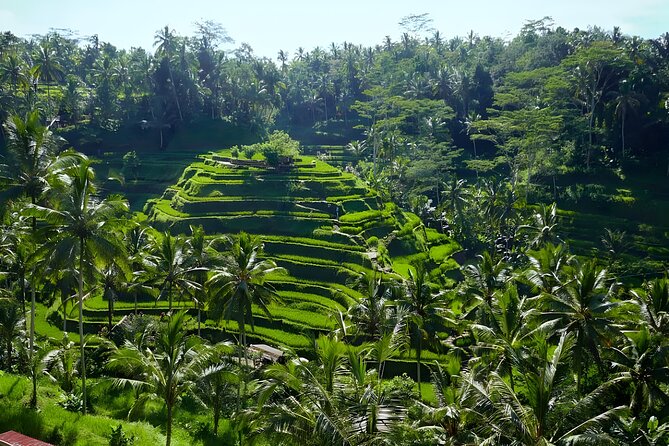 Bali Half Day-Tour: Ubud Night Trip Packages - Sacred Monkey Forest Sanctuary