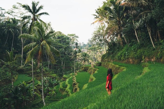Bali Highlights : Nature, Waterfall, Rice Terraces and Volcano - Key points at a glance