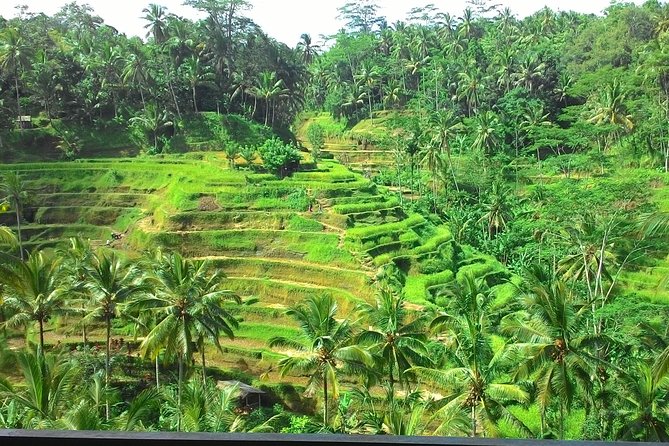 Bali Hindu temple, Rice terrace, Waterfall -All Inclusive - Tegalalang Rice Terrace: farming with a view