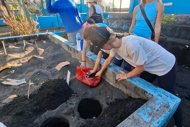Bali Horse Riding and Turtle Release at Saba Beach - Why this Bali day works so well