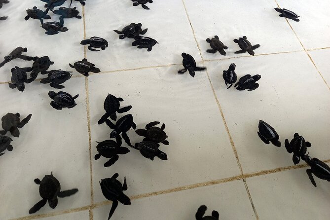 Bali Horse Riding and Turtle Release at Saba Beach - Lunch at Bebek Uma Menuh