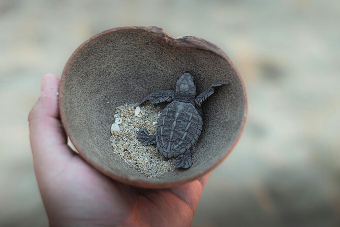 Bali Horse Riding and Turtle Release at Saba Beach - How the private vehicle changes the day