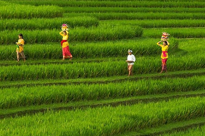Bali Iconic Tour with Buffet Lunch and Attraction Tickets - Buffet lunch above Lake Batur