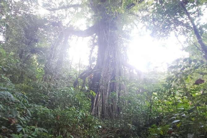 Bali Jungle Trekking and Lake Canoeing Tour - The forest between Buyan and Tamblingan