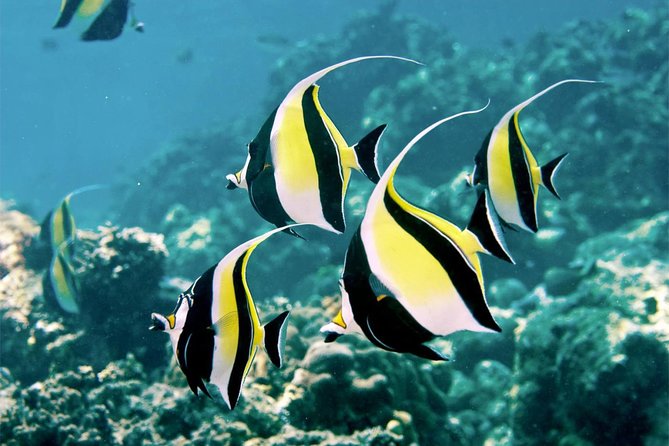 Bali Menjangan Island Snorkeling Day Tour - Key points to know before booking