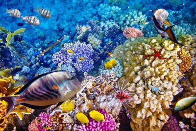 Bali Menjangan Island Snorkeling Day Tour