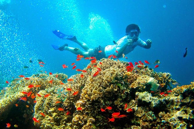 Bali Menjangan Island Snorkeling Day Tour - Stop 3: Snorkeling in the Menjangan reef area