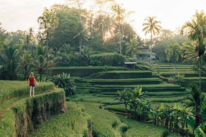 Bali : Northern Bali Private Day Trip with Transfer - Lunch in Tabanan and coffee in Bedugul
