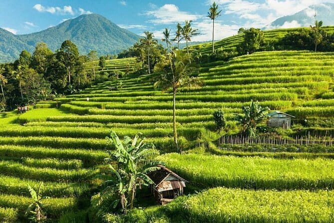 Bali : Northern Bali Private Day Trip with Transfer - Cost, extra fees, and overall value