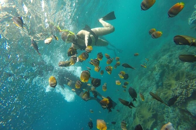 Bali Nusa Penida and Private Snorkeling (Manta Bay, Gamat, Wall) - Manta Bay: the chance to meet large rays
