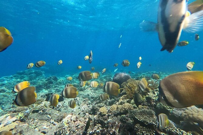 Bali Nusa Penida and Private Snorkeling (Manta Bay, Gamat, Wall) - Kelingking Beach: thirty minutes at the famous cliff
