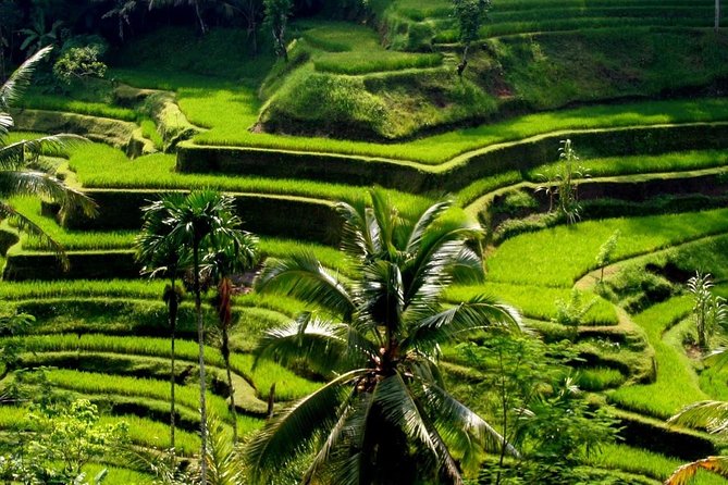 Bali Private Car Charter With English Speaking Driver - The driving and communication factor