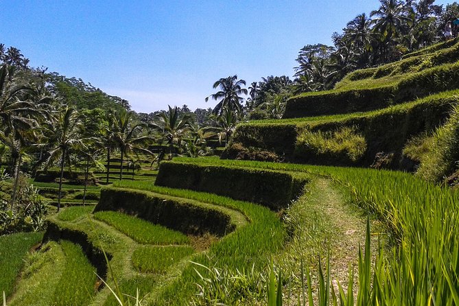 Bali Private Car Charter with English Speaking Driver - Ubud: waterfalls, temples, rice fields, and monkeys
