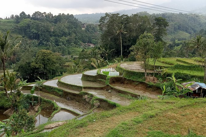 Bali Private Tour Guide And Driver - Why Agung earns such strong praise