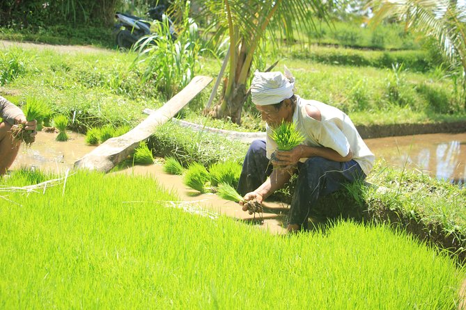 Bali Quad and Buggy Discovery Tour, Including Round-Trip Transfer - Quad bike or buggy car?