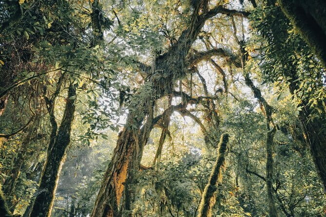 Bali Rainforest Hiking With Canoeing And Waterfall Adventure - Walking down through the Tamblingan rainforest