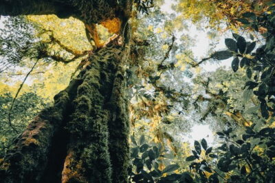 Bali Rainforest Hiking With Canoeing And Waterfall Adventure
