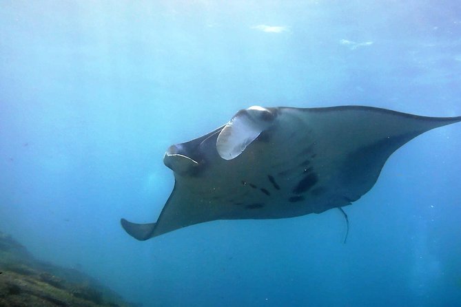 Bali Scuba Diving at Nusa Penida Manta Point For Certified Diver - Key points to know before booking