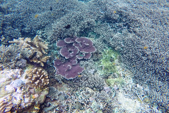 Bali Scuba Diving at Nusa Penida Manta Point For Certified Diver - Why Manta Point is worth the early start