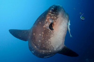 Bali Scuba Diving at Nusa Penida Manta Point For Certified Diver