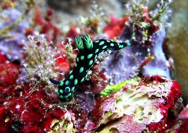 Bali Scuba Diving at Padang Bai for Certified Diver - Why Padang Bai works well for a short Bali scuba trip