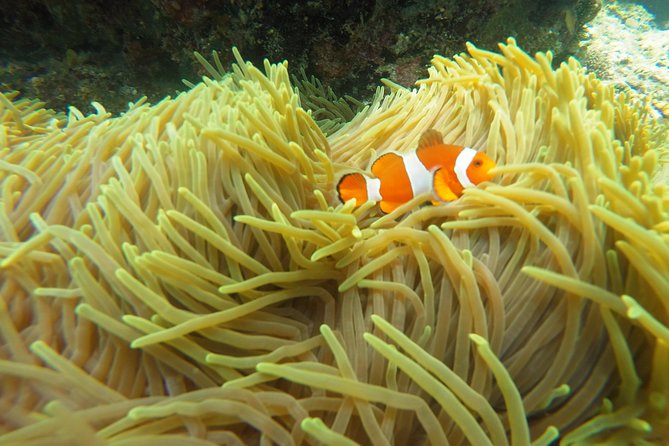 Bali Scuba Diving at Padang Bai for Certified Diver - The afternoon return and the real time commitment