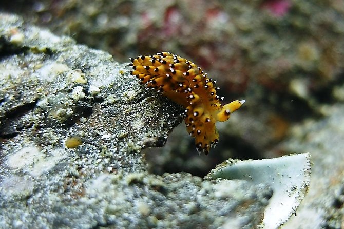 Bali Scuba Diving trip at Tulamben for Certified Diver - The USS Liberty session at 11:00 a.m.