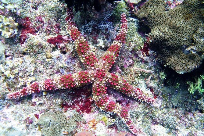 Bali Scuba Diving trip at Tulamben for Certified Diver - What the $98.34 price really covers